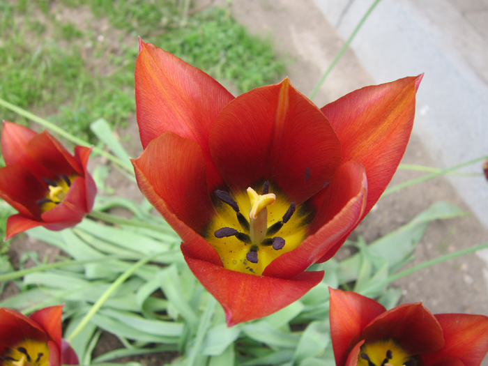 IMG_8405 (700x525, 403Kb)