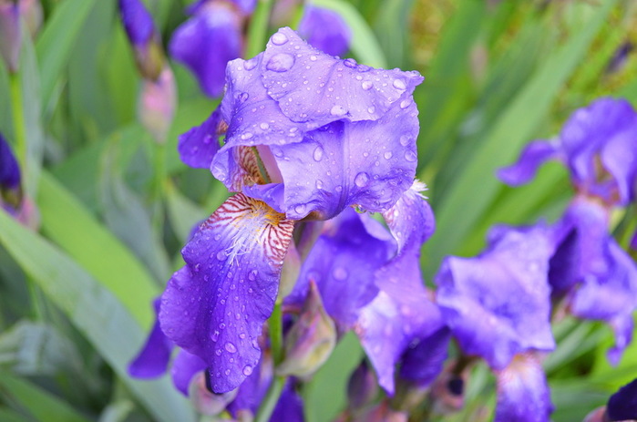 DSC_1679-0 (700x463, 94Kb)