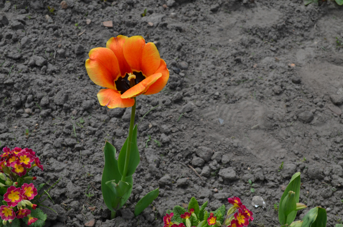 DSC_1592 (700x463, 392Kb)