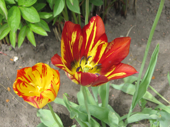 IMG_8391 (700x525, 482Kb)