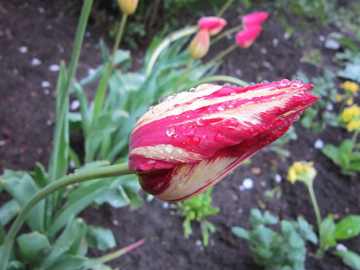 IMG_8373-0 (700x525, 110Kb)
