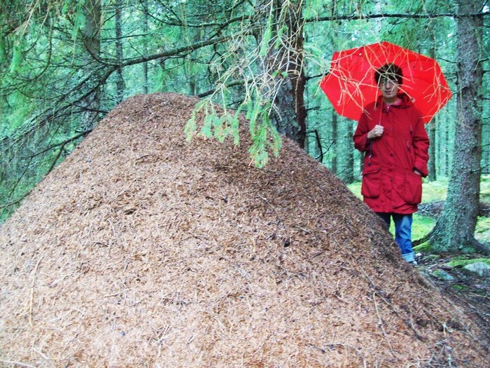 ��� (700x525, 176Kb)