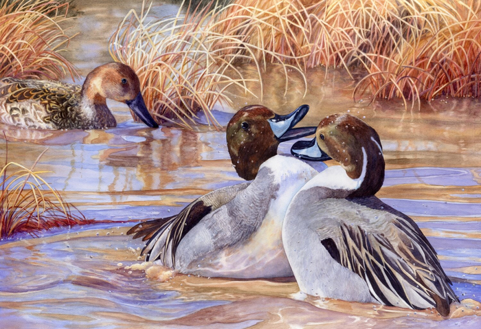 Dueling-Pintails-watercolor-Lorraine-Watry (700x479, 469Kb)