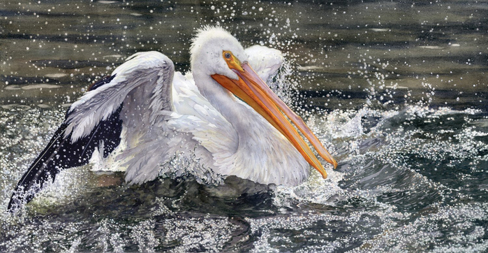 Splish-Splash-watercolor-Lorraine-Watry (700x362, 345Kb)