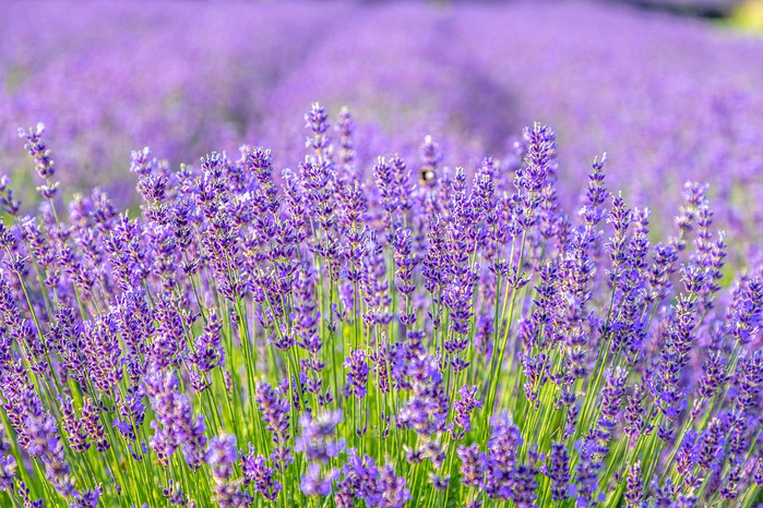 lavenders-6558440_960_720 (700x466, 517Kb)