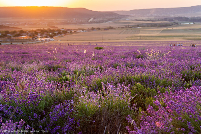 1650931700_34-vsegda-pomnim-com-p-gornaya-lavanda-foto-34 (700x466, 487Kb)