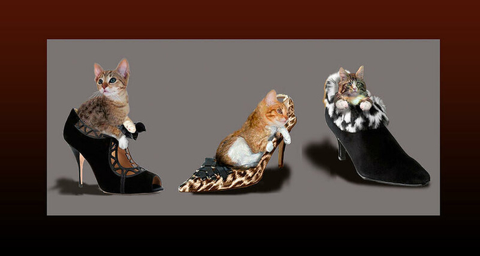 Kittens that love Shoes (700x373, 109Kb)