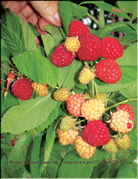 Puc.2 (541x700, 546Kb)