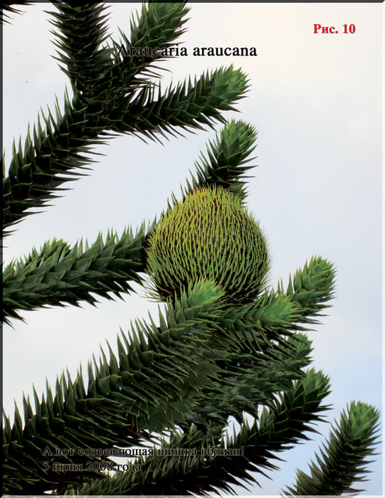 Puc.10 (541x700, 428Kb)