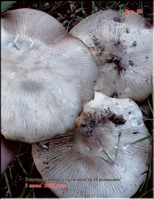 Puc.52 (541x700, 511Kb)