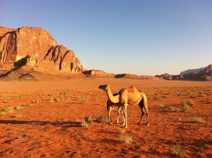 landscape-wilderness-desert-camel-savanna-plain-dromedary-jordan-grassland-plateau-ecosystem-sahara-wadi-steppe-landform-erg-natural-environment-geographical-feature-aeolian-landform-camel-like-mammal-arabian-ca (1) (700x522, 149Kb)