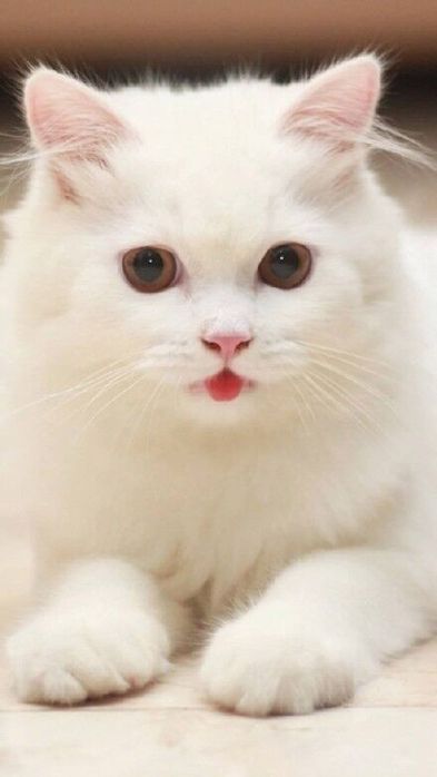   (393x698, 24Kb)
