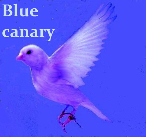 Blue canary текст. Blue Canary. Голубая канарейка. Синяя канарейка. Blue Canary оригинал.