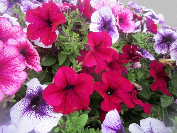 IMG_8963 (700x525, 478Kb)