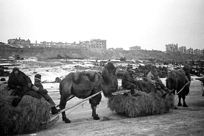 Verblyudy-na-fone-razrushennogo-Stalingrada-1942-g. (700x467, 172Kb)