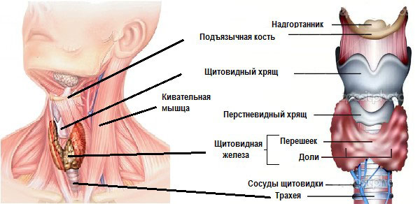 d0bad0b0d0ba-d0bfd180d0b0d0b2d0b8d0bbd18cd0bdd0be-d0b4d0b5d0bbd0b0d182d18c-d0bfd0b0d0bbd18cd0bfd0b0d186d0b8d18e-d189d0b8d182d0bed0b2_5fbd5aa3d3778 (600x292, 114Kb)