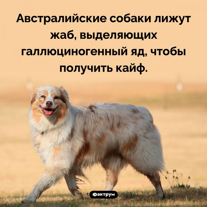 5402287_dogdrug (700x700, 273Kb)