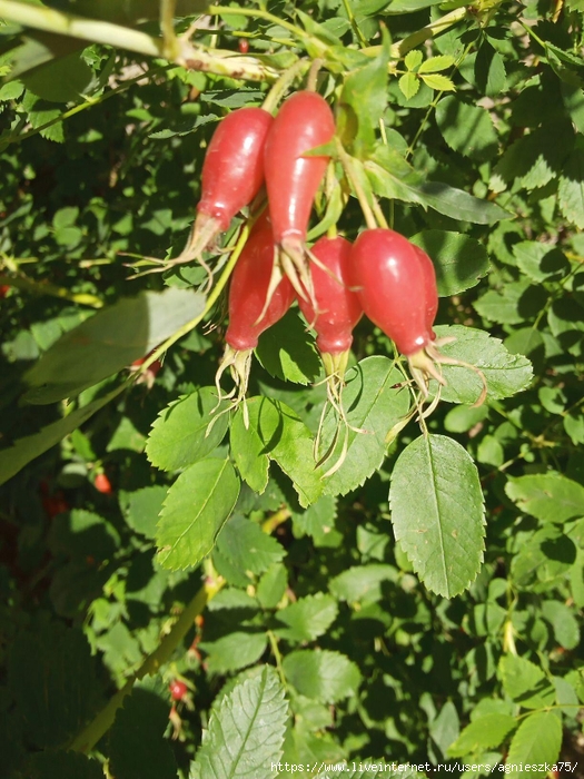 image-2022-08-31 14_34_07 (525x700, 332Kb)