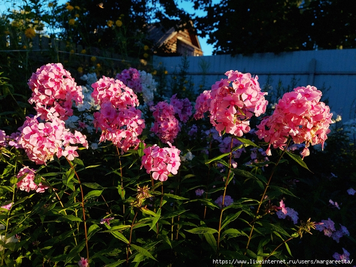 20220810_192432 (700x525, 396Kb)