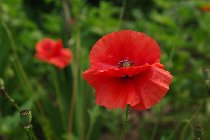 IMGP8465 (700x468, 336Kb)