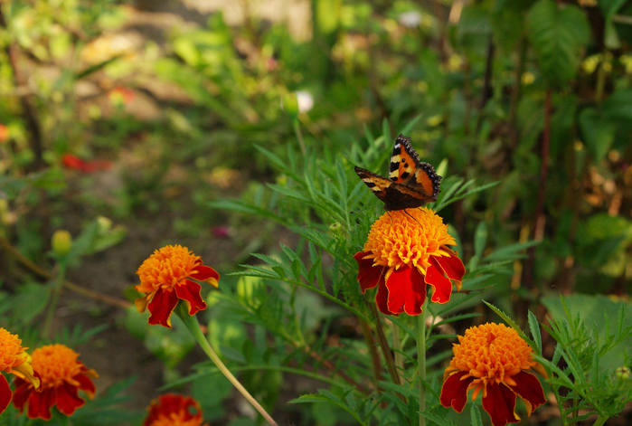 IMGP8496 (700x471, 444Kb)