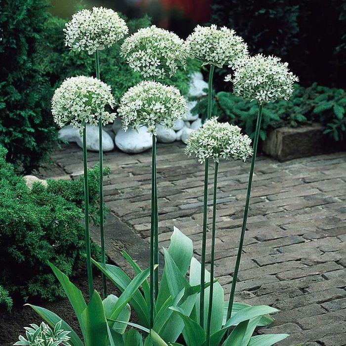 Allium Mount Everest (700x700, 139Kb)