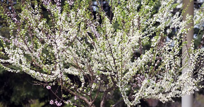 une-arbre-fruits (700x367, 130Kb)