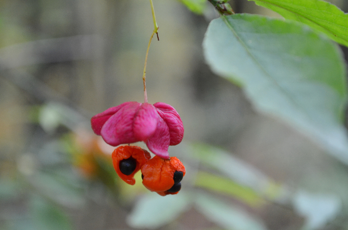 DSC_1263-0 (700x463, 306Kb)