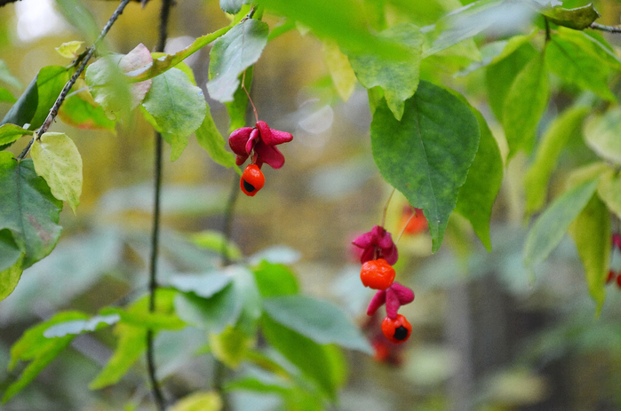 DSC_1276-0 (700x463, 398Kb)