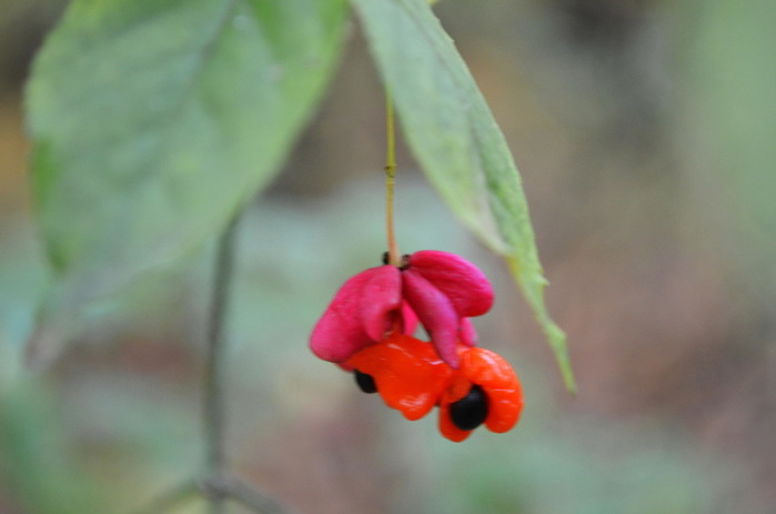 DSC_1271-01 (700x463, 49Kb)