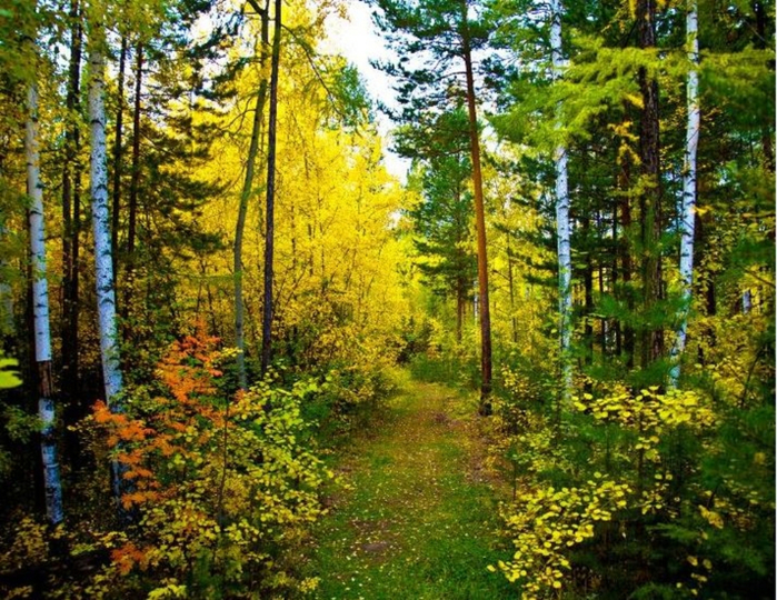 лесн