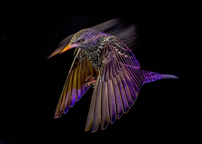 bird-photograph-of-the-year-winners-29 (700x499, 168Kb)