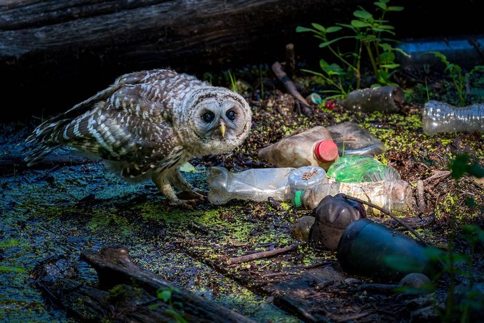 bird-photograph-of-the-year-winners-12 (700x466, 457Kb)