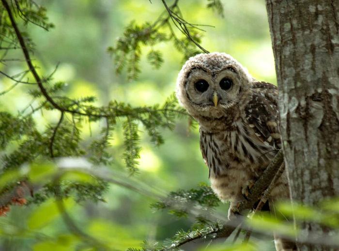 bird-photograph-of-the-year-winners-13 (700x518, 361Kb)