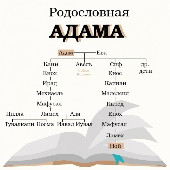 Родословная христа. Родословная Адама. Родословная Адама и Евы. Родословная от Адама. Родословная Адама и Евы схема.