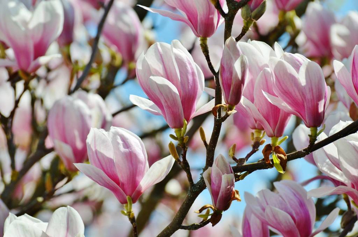 magnolia (700x464, 350Kb)