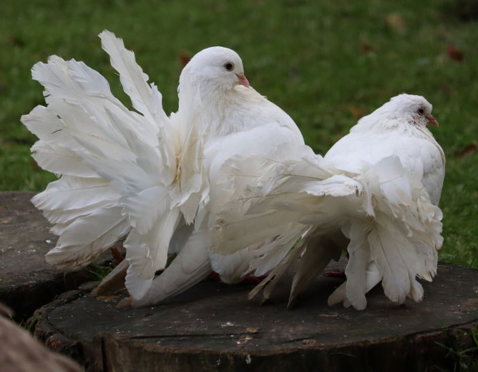 IMG_1865 (2) (700x544, 279Kb)