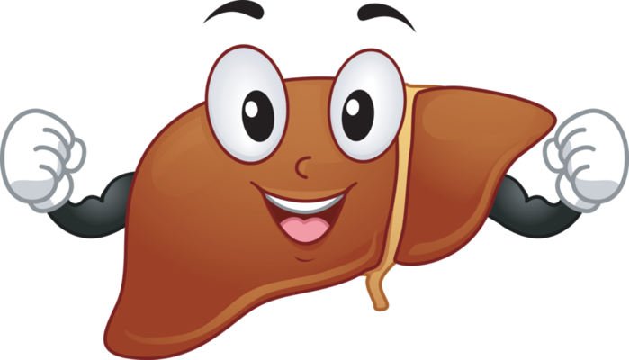 liver-clipart-liver-damage-7 (140x80, 110Kb)