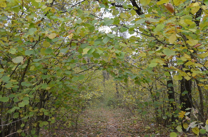 DSC_1239 (700x463, 176Kb)