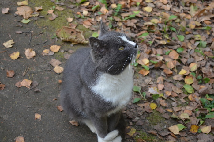 DSC_1250-0 (700x463, 119Kb)
