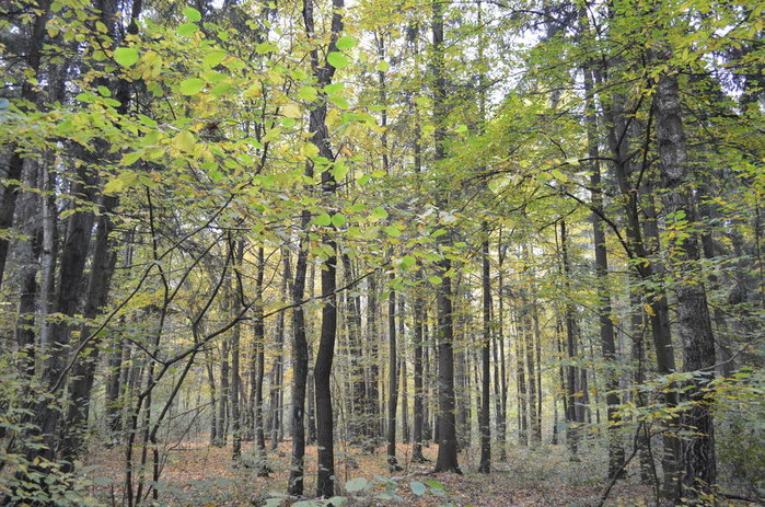 DSC_1283 (700x463, 156Kb)