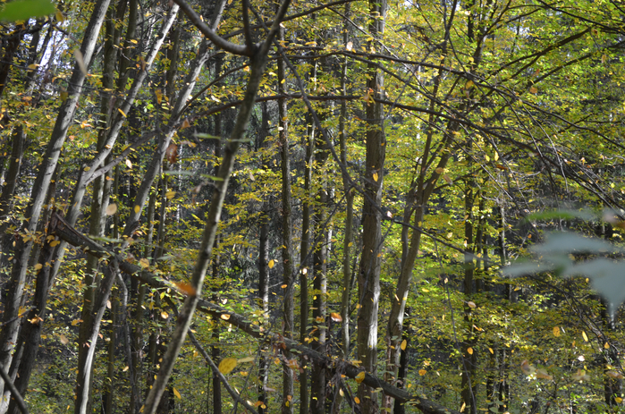 DSC_1266 (700x463, 625Kb)