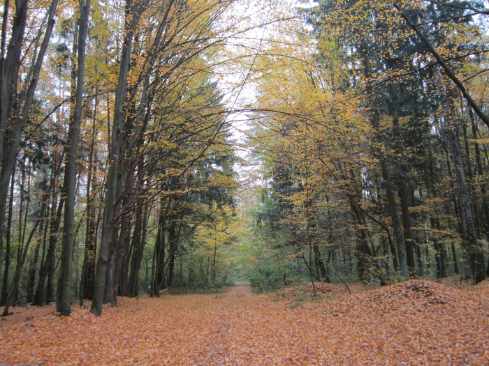 IMG_8138 (700x525, 687Kb)