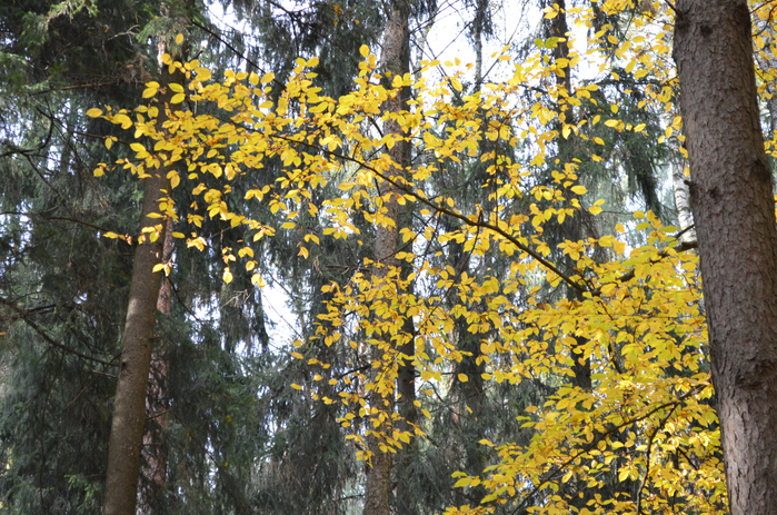 DSC_1323 (700x463, 611Kb)
