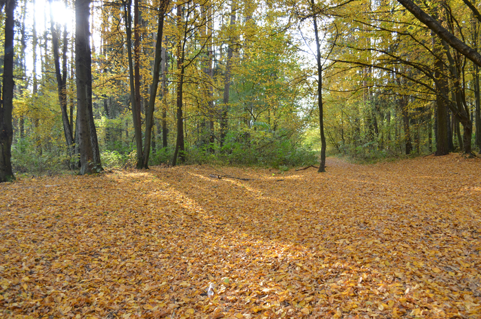DSC_1317 (700x463, 653Kb)