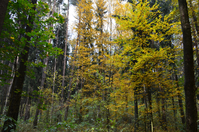 DSC_1326 (700x463, 657Kb)