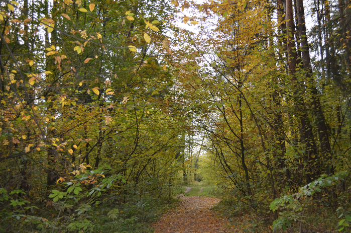 DSC_1320 (700x463, 624Kb)