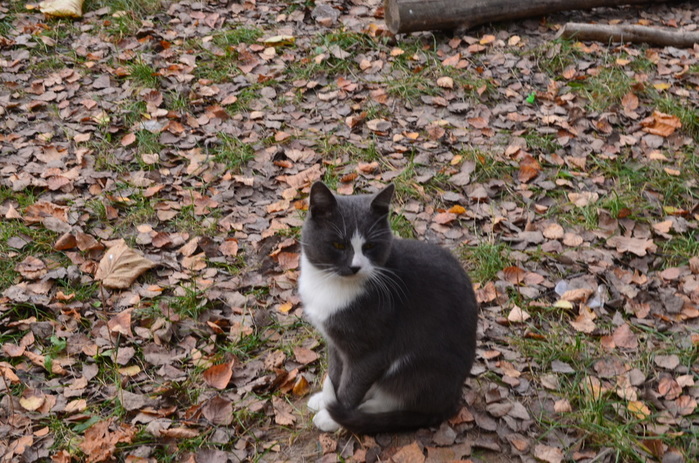 DSC_1288 (700x463, 194Kb)