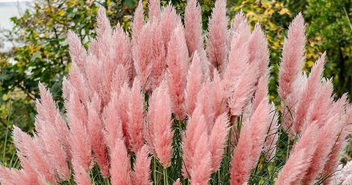 Pampas-Grass (700x367, 332Kb)