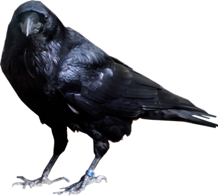 crow_PNG3107 (700x630, 303Kb)